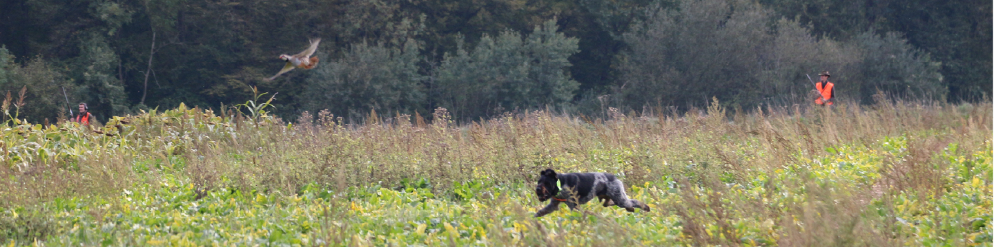 perdreaux-chien