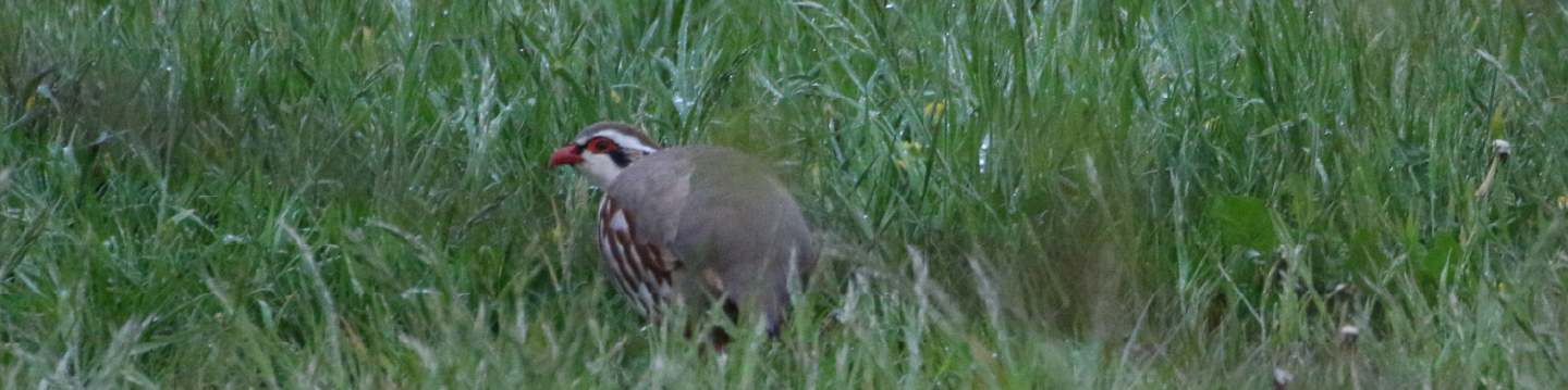 chasse-perdreaux